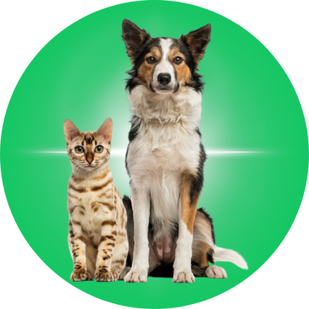 Pet Shop